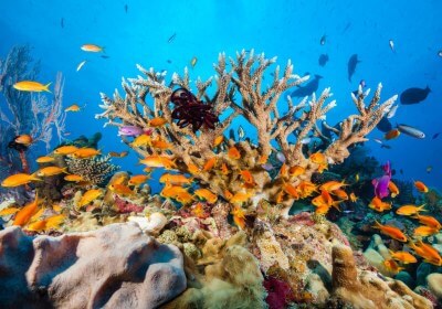 marine life fish coral reef
