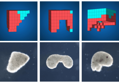 researchers university of vermont with video