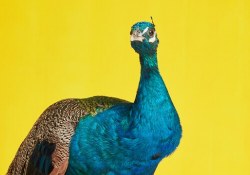 nbc peacock streaming