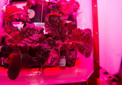 lettuce iss earth plants space nasa futurology