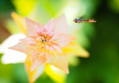 nikon photography coronavirus