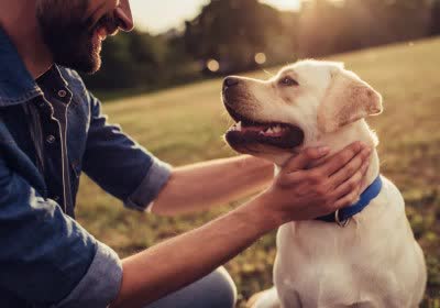 humble pet dog