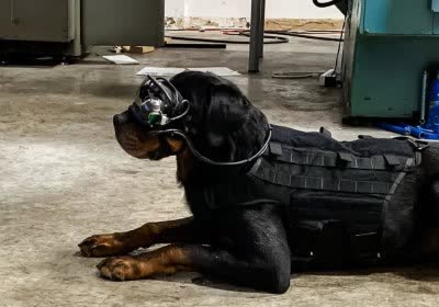military augmented reality ar dogs