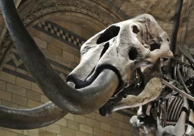 bone society of vertebrate paleontology fossil