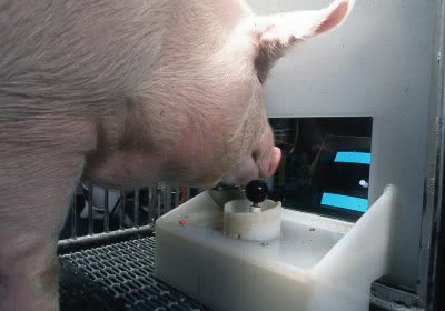 pigs animals research