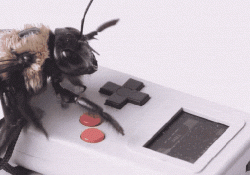 raspberry powers keychain sized games console kickstarter portable