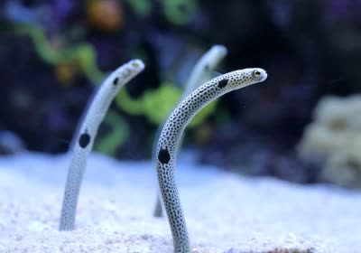 japanese japan servers data center farming with video