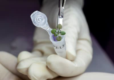 scientists plants research moon
