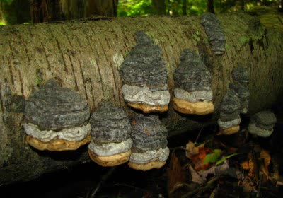 fungi materials