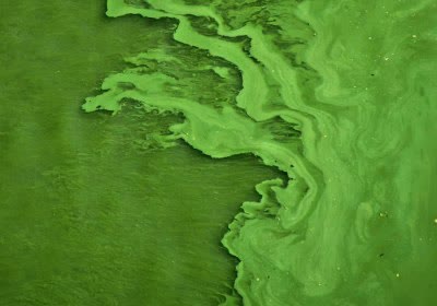 algae microsoft