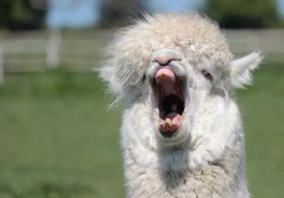 stanford alpaca ai machine learning stanford university chat bot chatgpt large language model with video