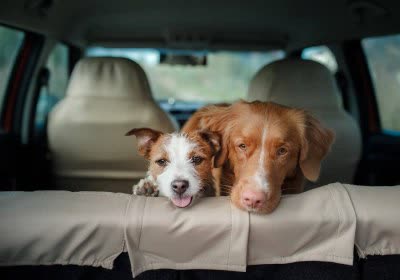 worst tech ceo employment remote work