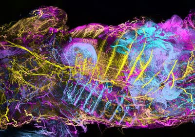 toying vr medical imaging biology wilddisco