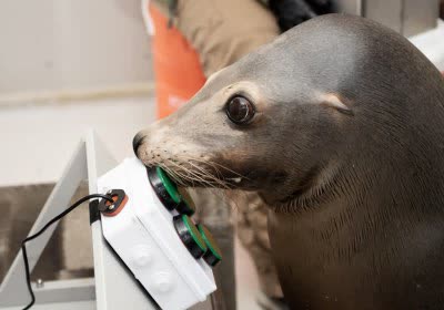 military training sea lions play video games navy animals