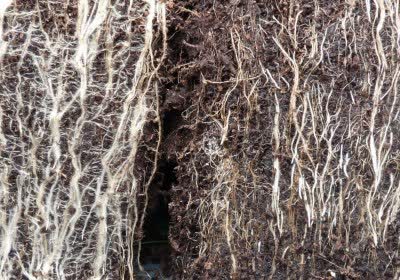 global warming fungi