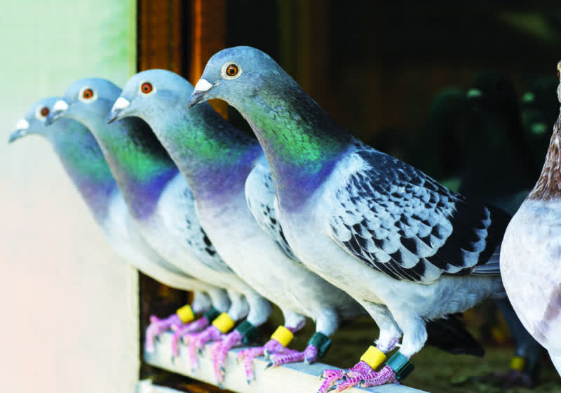 Homing pigeons can theoretically transfer data faster than gigabit