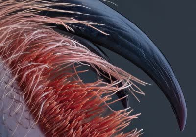 microscopy nikon photography contest competition microscopic