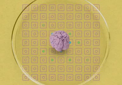 brain biochip brainoware