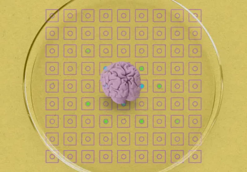 Brain organoids show potential for a new generation of bio-computers