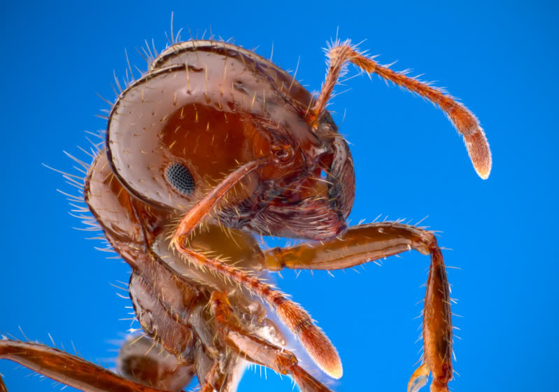 Fire Ants live up to their name by invading PC and eating thermal paste ...