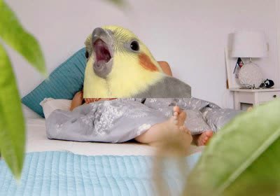 airbnb privacy surveillance rentals policies