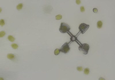 researchers robots biology algae