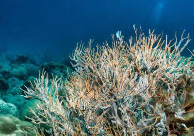 ocean environment planetary boundaries earth climate change