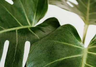 artificial plants environment clean energy photosynthesis artificial plant biosolar cell