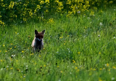 experimental bluetooth apple find environment tracking animals preservation find my