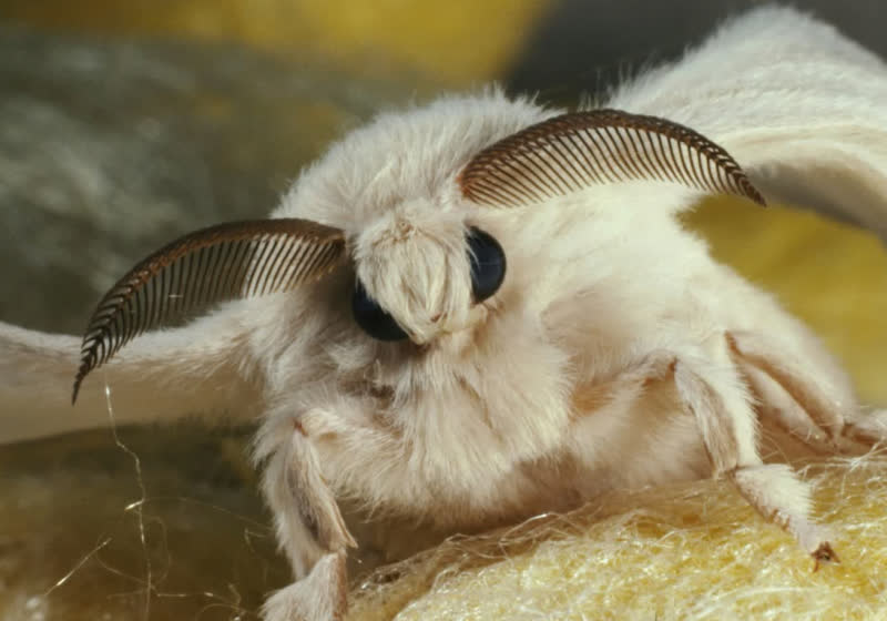 Scientists attach insect antennae to drones for smell-based navigation