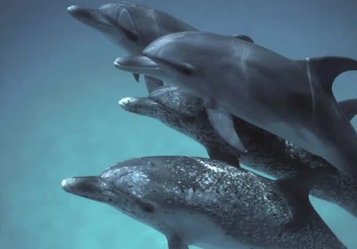 google learning talk dolphins interspecies communication with video