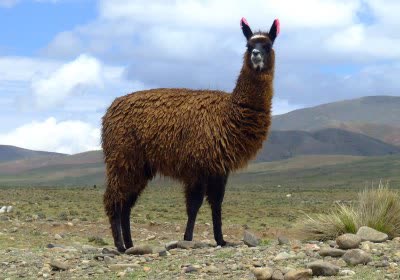 dos vintage computing ms-dos large language model llama
