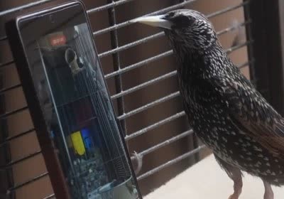 with video bird recordings