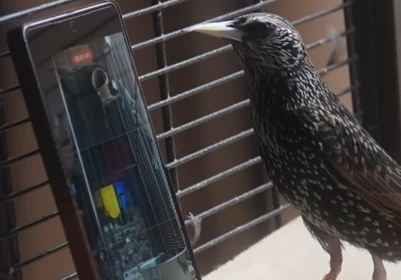 Can a bird store and reproduce data? A starling may have proven it's possible