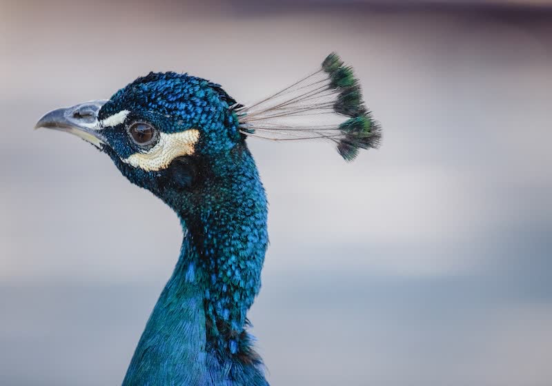 Scientists transform peacock feathers into tiny biological laser beams