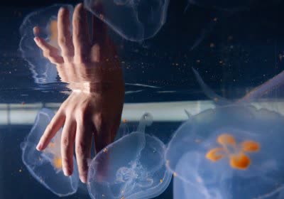 cyborg research cybernetics climate change ocean jellies