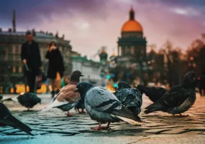 russian russia spying animals neurotechnology with video