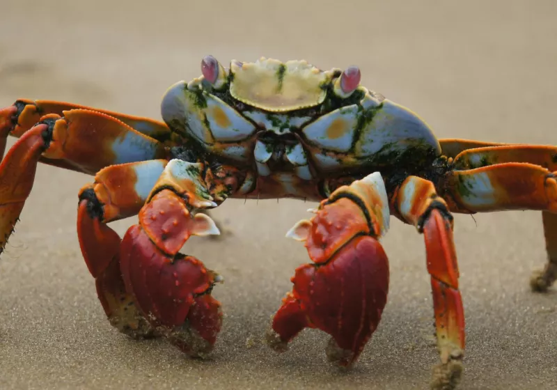 OpenClaw (formerly Clawdbot) can manage your entire digital life, but it might leak your credentials