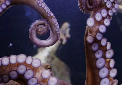 octopus-inspired research invisible skin 3d printing with video