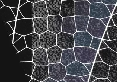 anthropic partners hacking zero day model with video