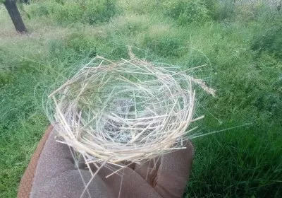 birds ukraine russia war environment fiber optics drones