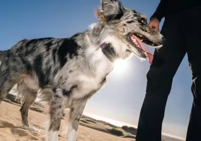 starlink gps tracking satellite internet pets