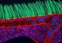 video science competition with video